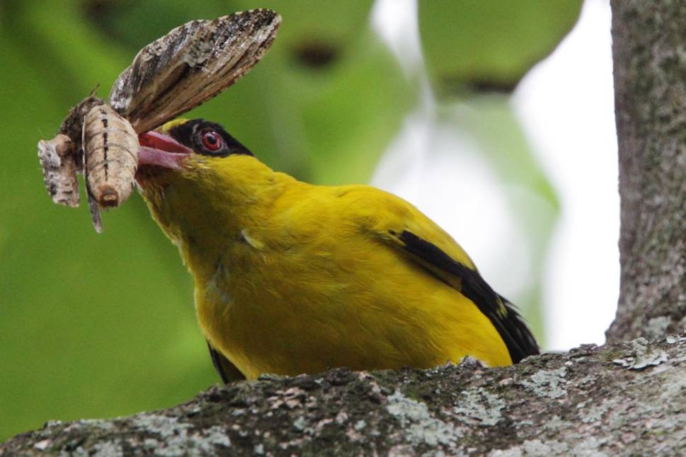 Black-naped oriole