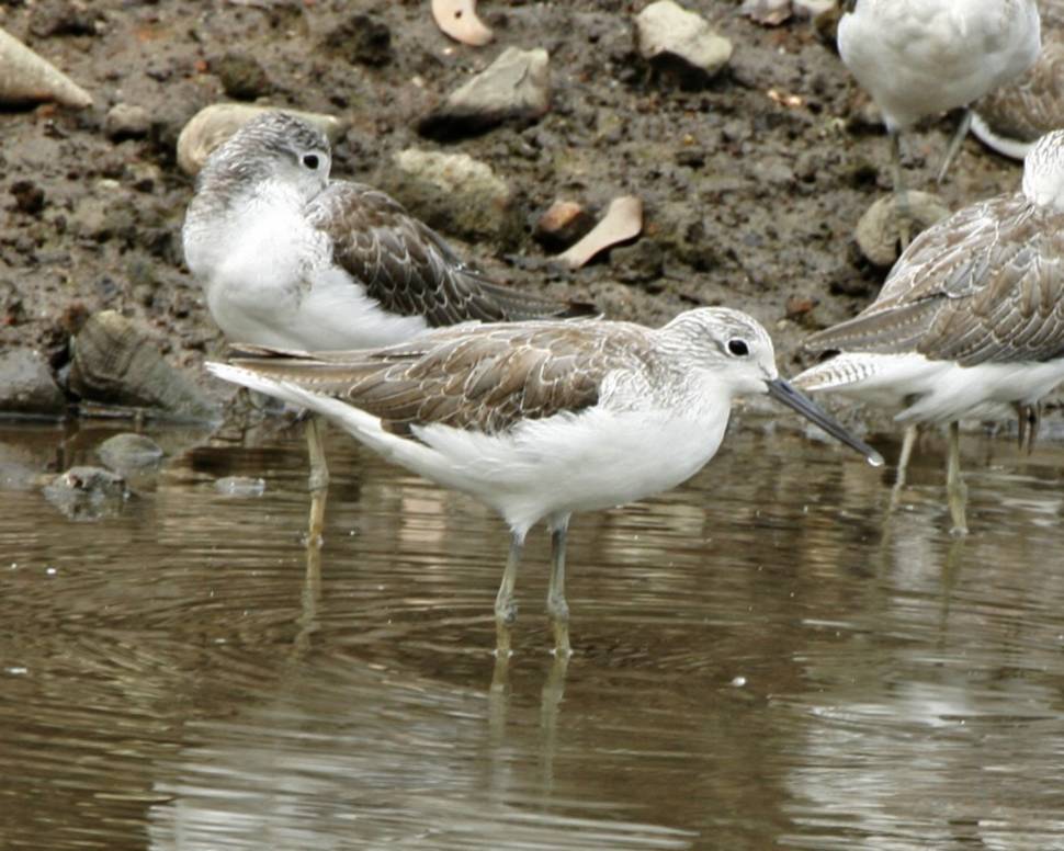 Common Greenshank in Sungei Buloh Wetland Reserve