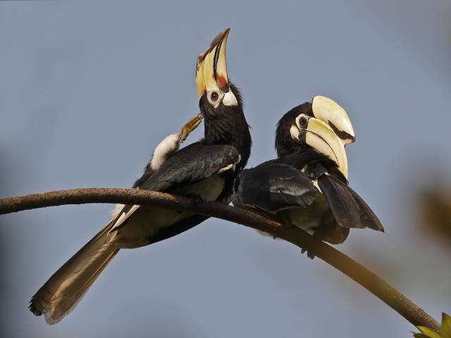 Birdwatching in Singapore - Best Time
