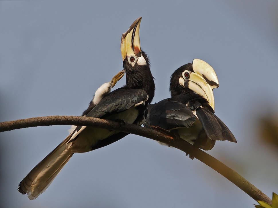 Birdwatching in Singapore - Best Time