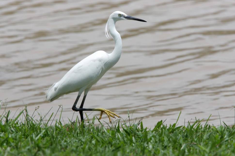 Egret