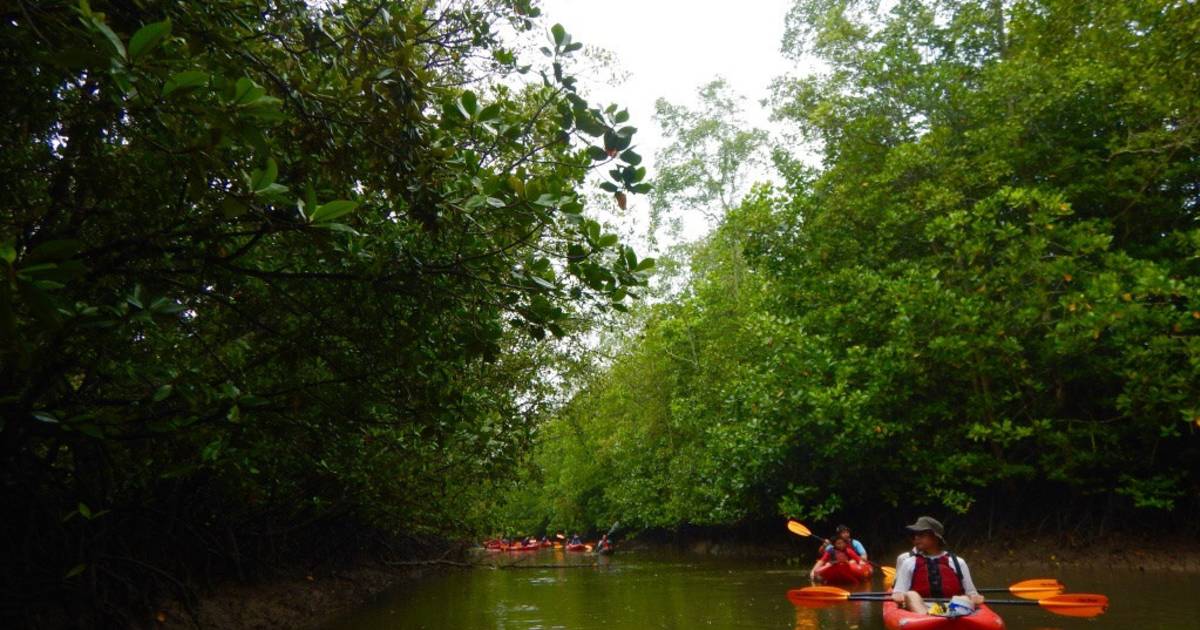 Kayak Through a Mangrove Forest in Singapore - Best Time