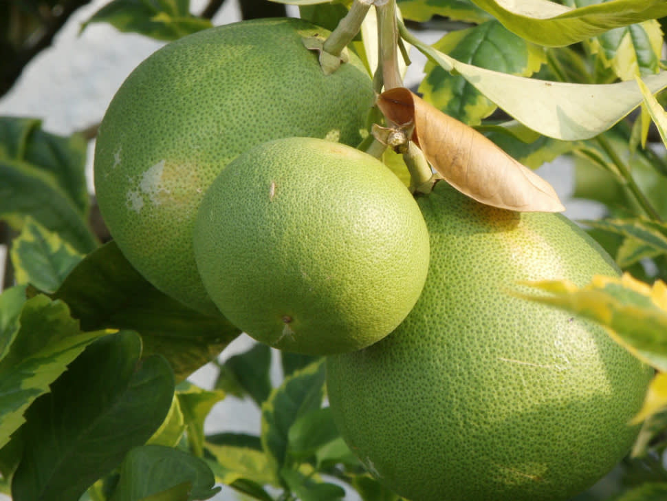 Pomelo in Singapore - Best Season