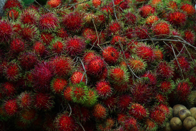 Rambutan in Singapore - Best Season