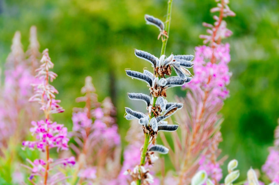 Wildflower Bloom in the High Tatras in Slovakia - Best Season