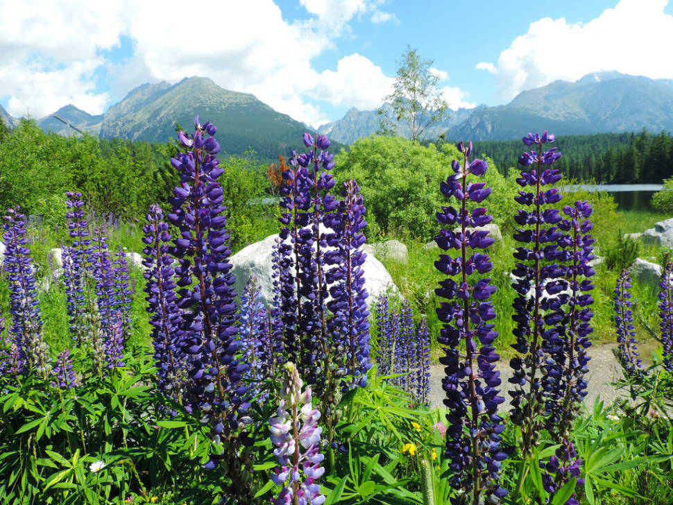 Best time to see Wildflower Bloom in the High Tatras in Slovakia