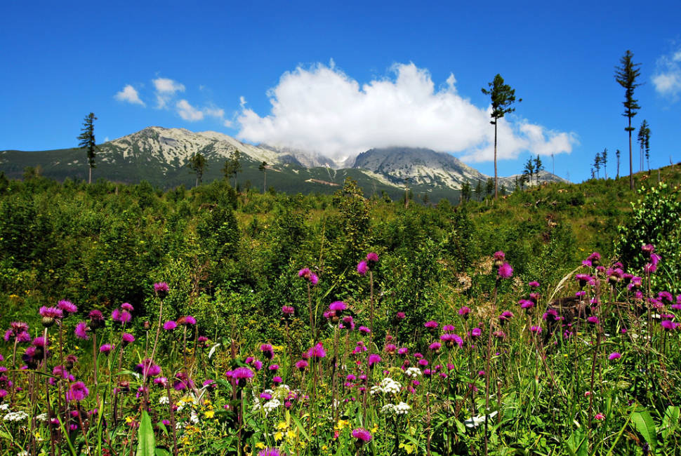 Best time for Wildflower Bloom in the High Tatras in Slovakia