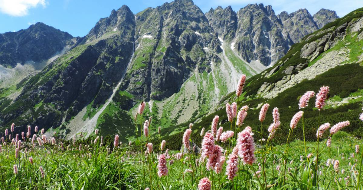 Wildflower Bloom in the High Tatras in Slovakia - Best Time