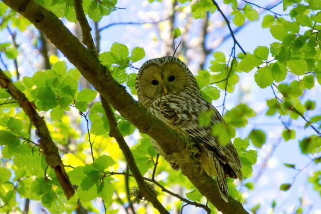 Ural Owl