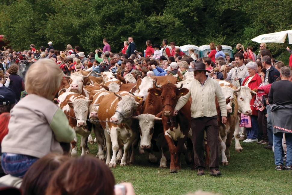 Best time for Cow Ball in Slovenia
