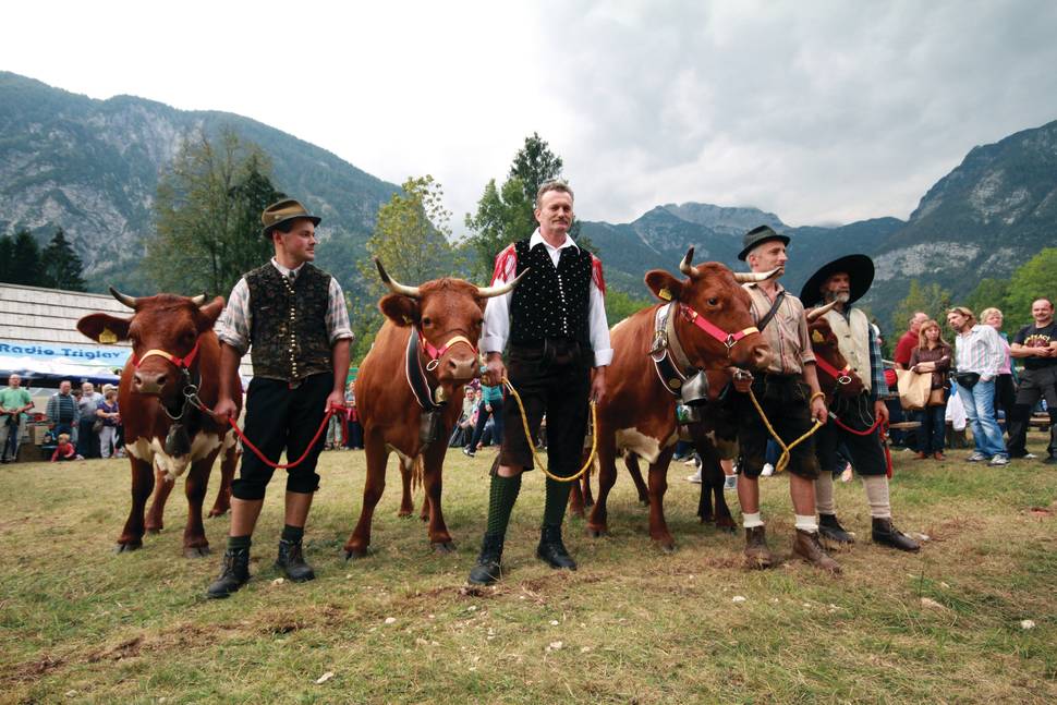 Cow Ball in Slovenia - Best Time
