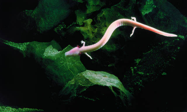 Human fish in Postojna Cave