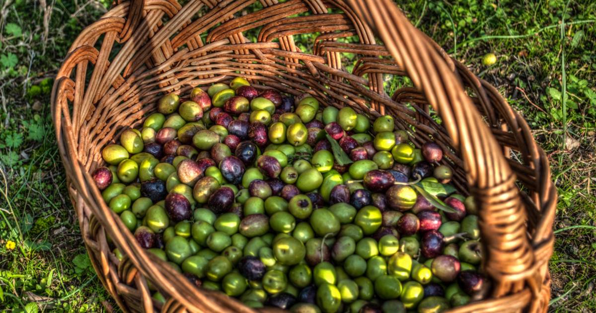 Olive Harvest in Slovenia - Best Time