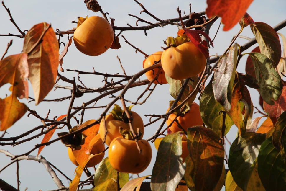 Best time for Persimmon Season in Slovenia