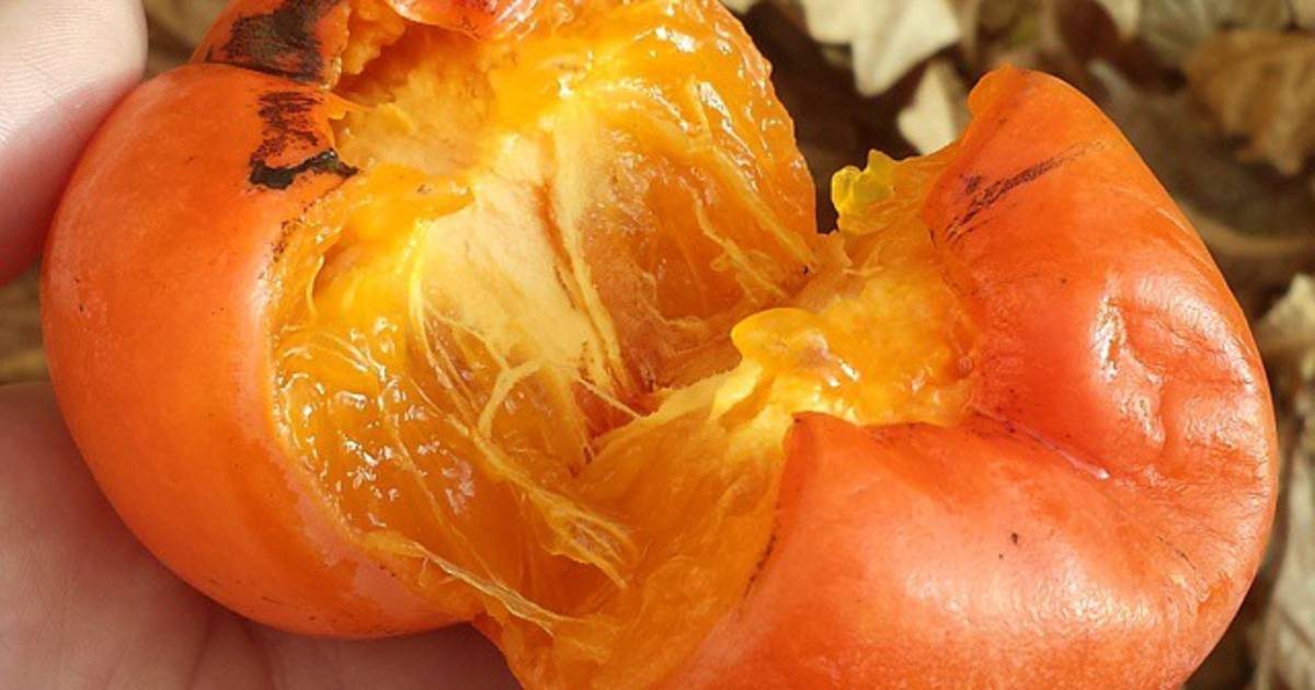 Persimmon Season in Slovenia - Best Time