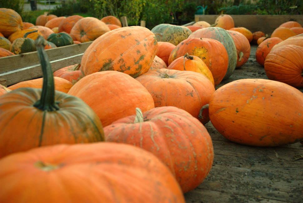 Pumpkin Season in Slovenia - Best Time