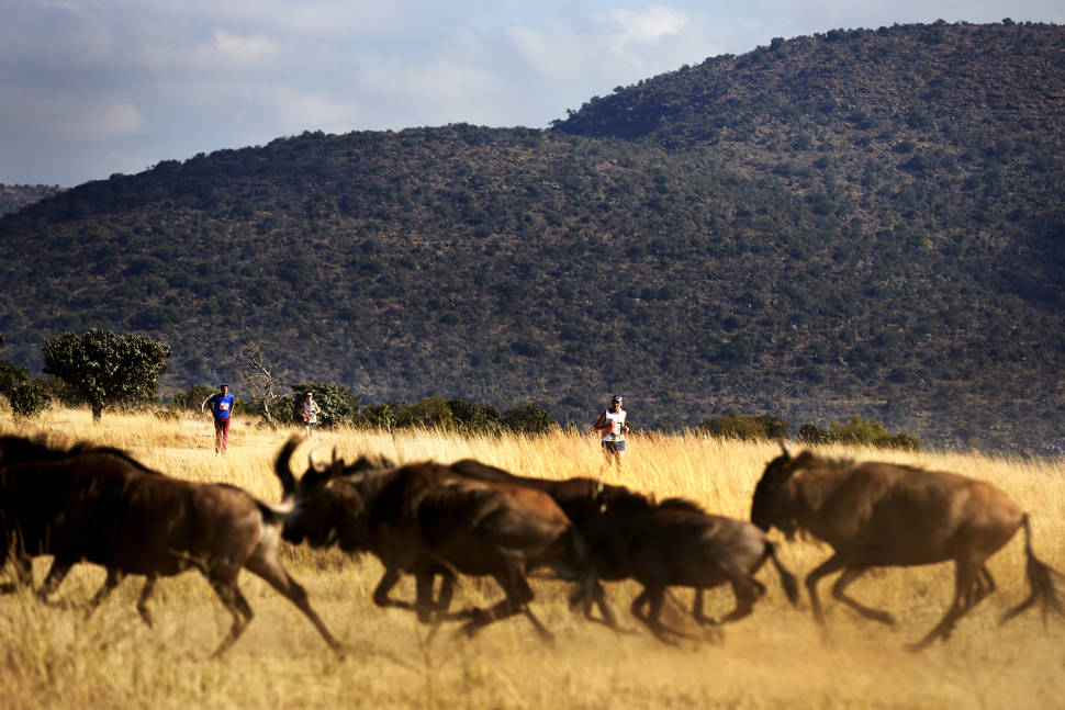 Big Five Marathon in South Africa - Best Season