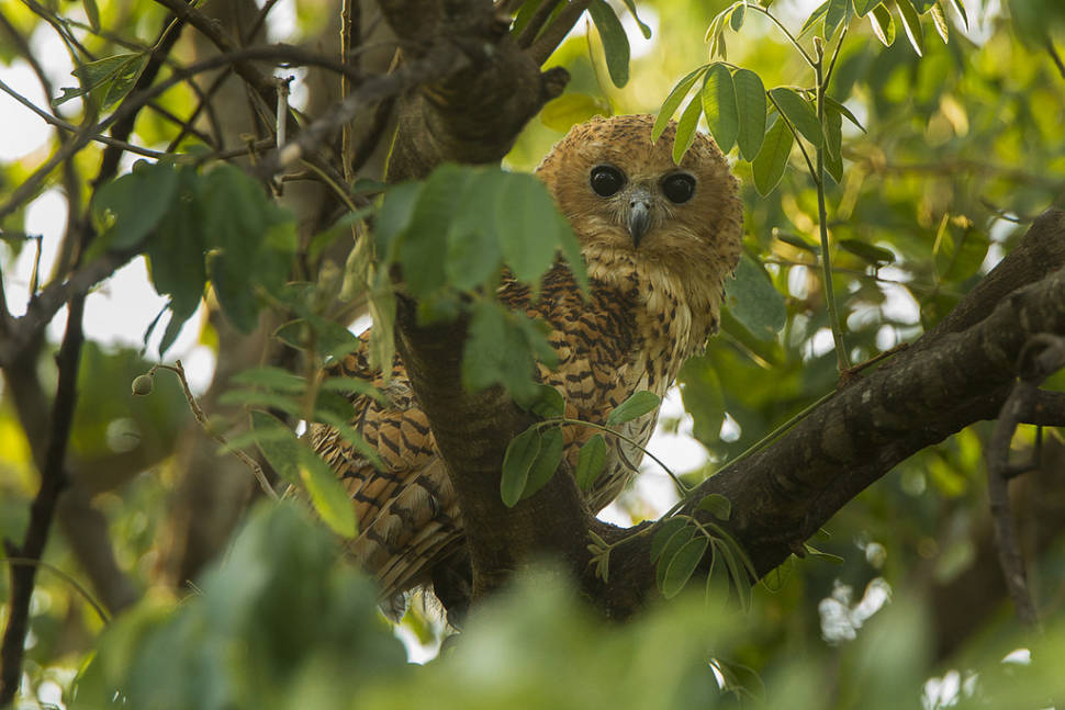 Pel's fishing-owl