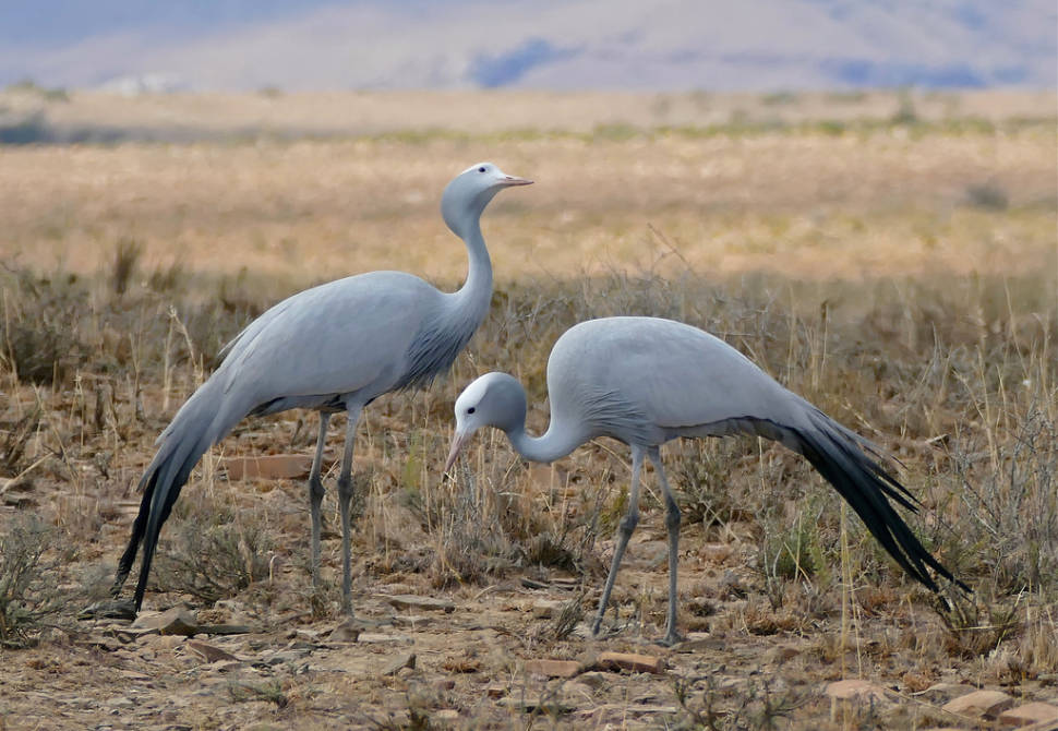 Blue cranes in Mountain Zebra NP, Eastern Cape, South Africa