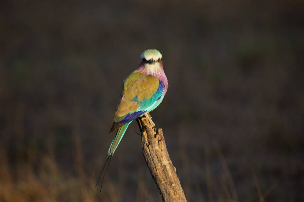 Lilac-breasted roller