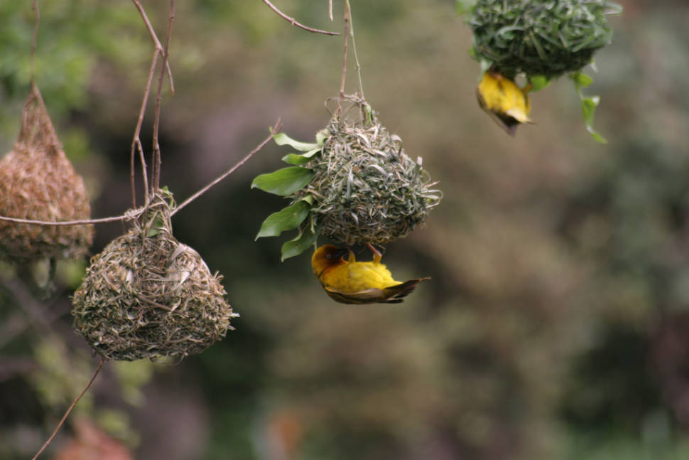 Cape weaver in breeding plumage