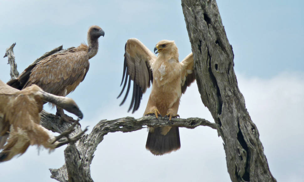 Tawny eagle and White-backed vultures