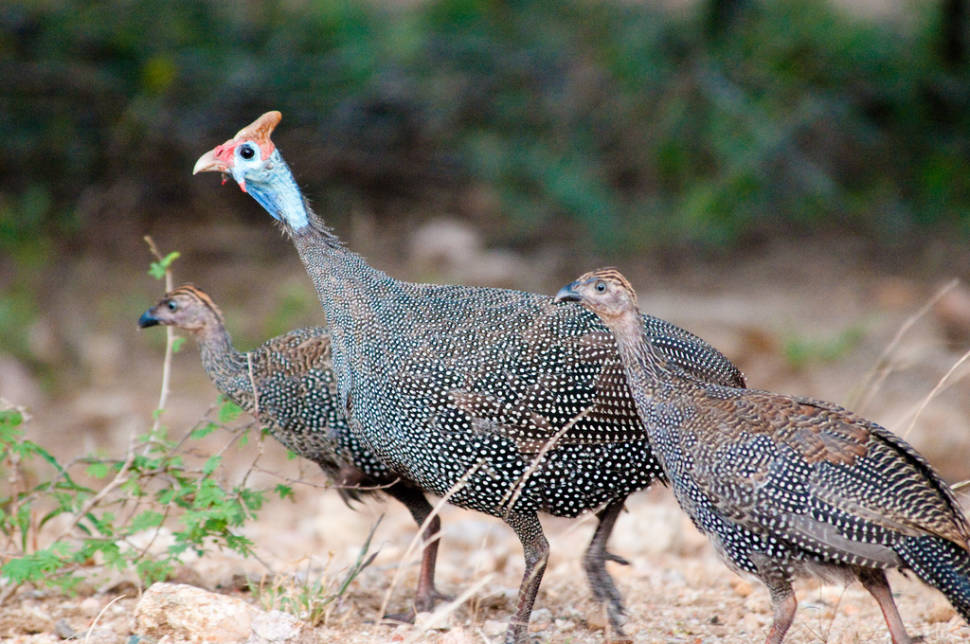 Helmeted guine fowl