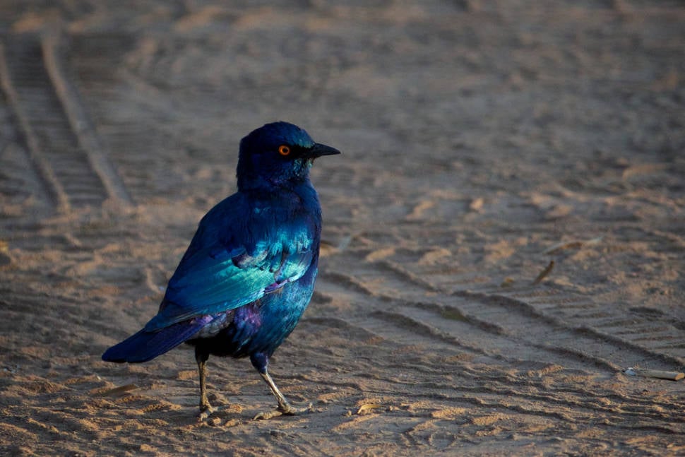 Greater blue-eared starling