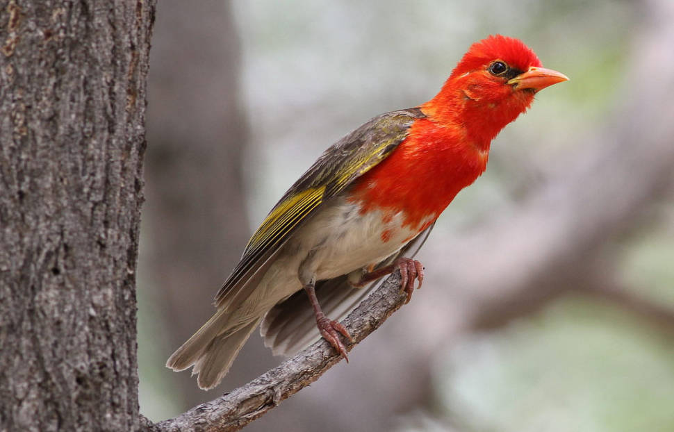 Red-headed weaver in breeding plumage
