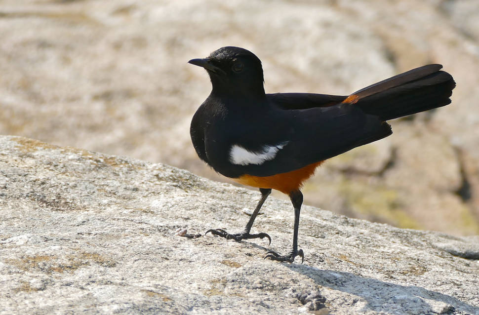 Mocking cliff-chat
