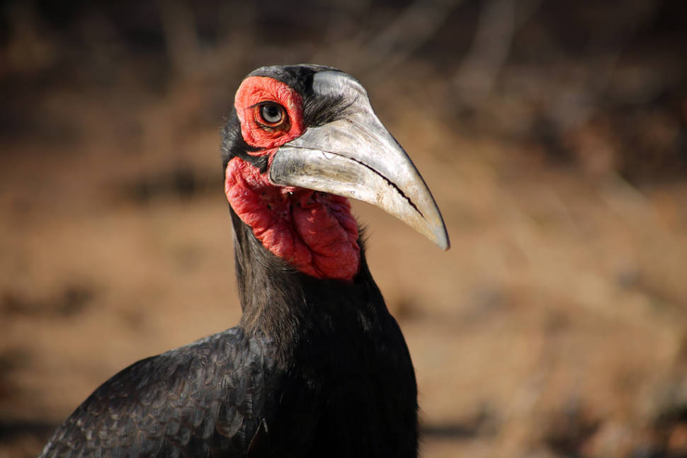 Ground hornbill