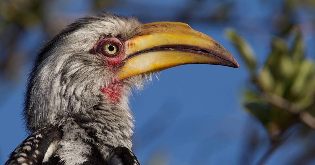 Birdwatching in South Africa - Best Time