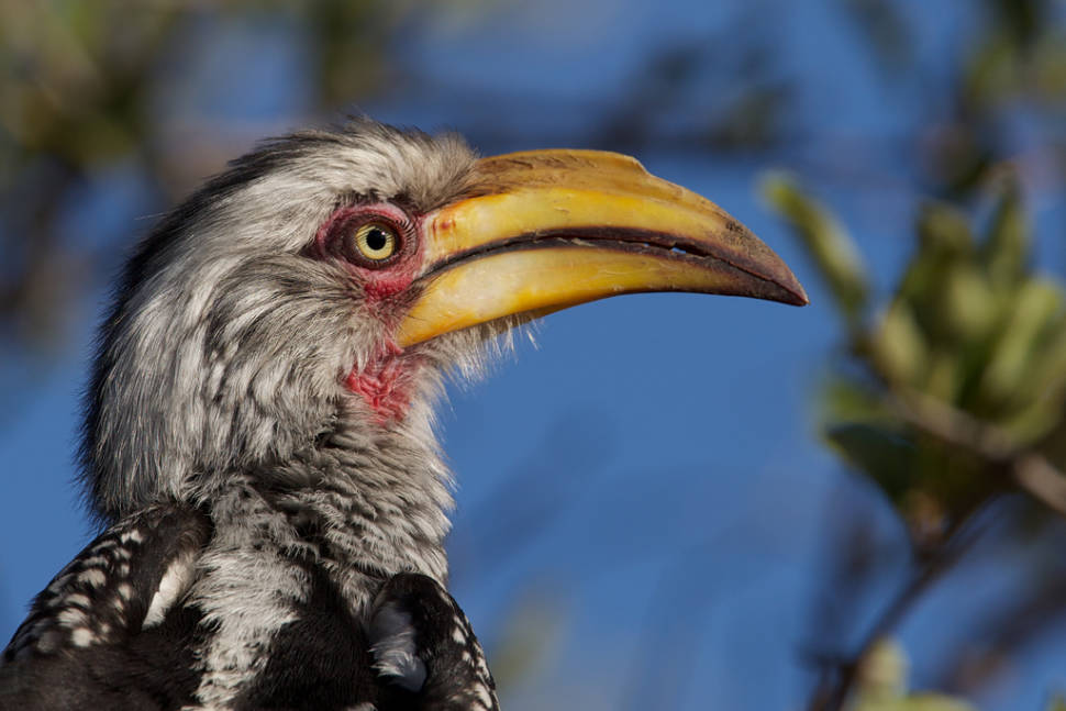 Birdwatching in South Africa - Best Time