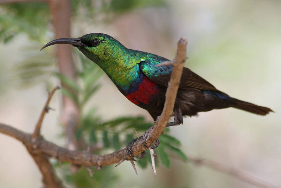 Marico sunbird