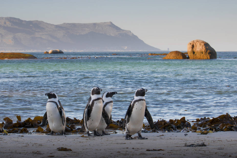 African penguins on the beach in Simonstown, Western Cape