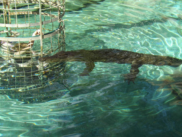 Croc Cage Diving in South Africa - Best Season