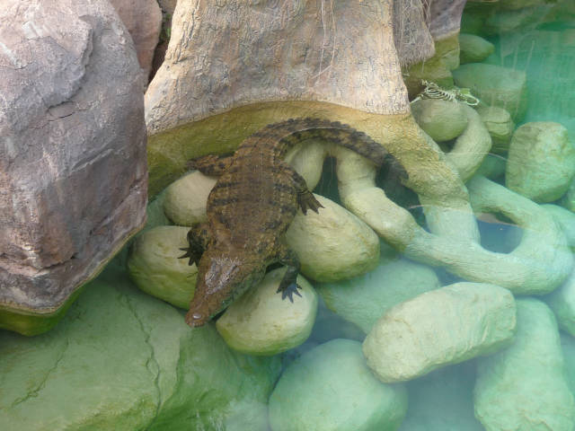 Best time for Croc Cage Diving in South Africa