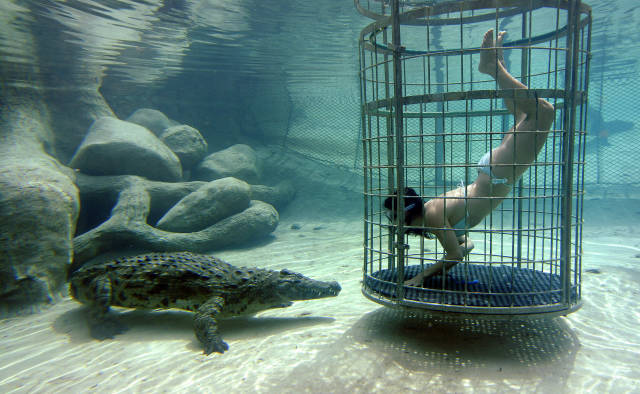 Croc Cage Diving in South Africa - Best Time