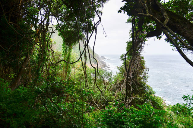 Tsitsikamma National Park