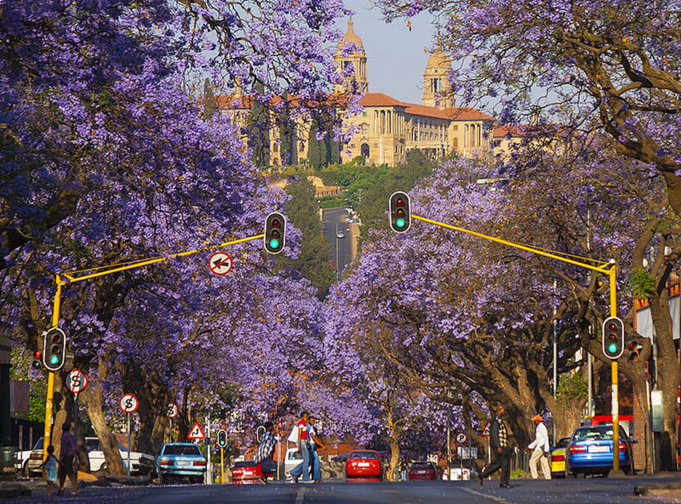 Jacarandas in Pretoria in South Africa - Best Season