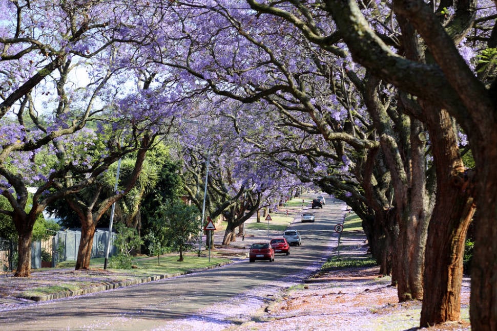 Best time for Jacarandas in Pretoria in South Africa