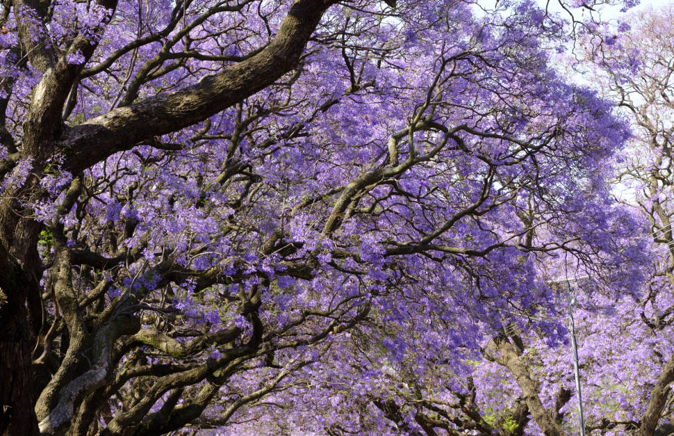 Jacarandas in Pretoria in South Africa - Best Time