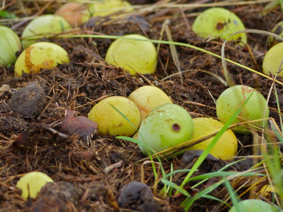 Marula Season in South Africa - Best Season