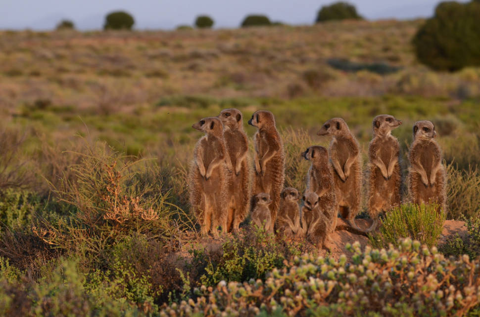 Best time for Meerkat Wonder at Sunrise in South Africa