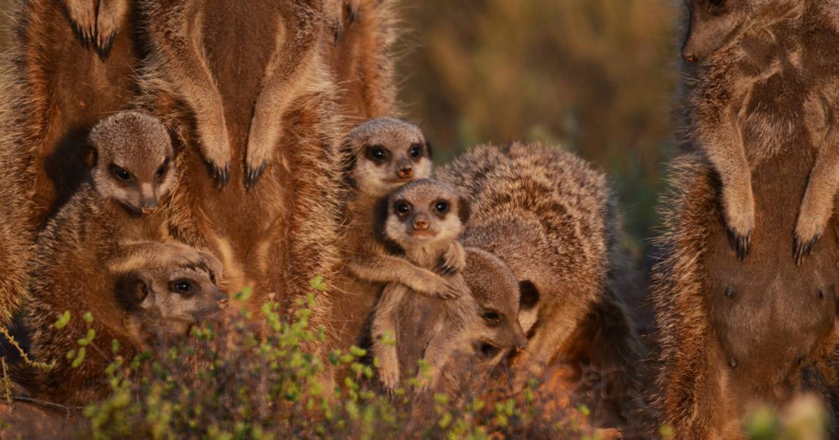 Meerkat Wonder at Sunrise in South Africa - Best Time