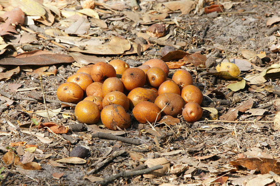 Mobola Plum in South Africa - Best Time