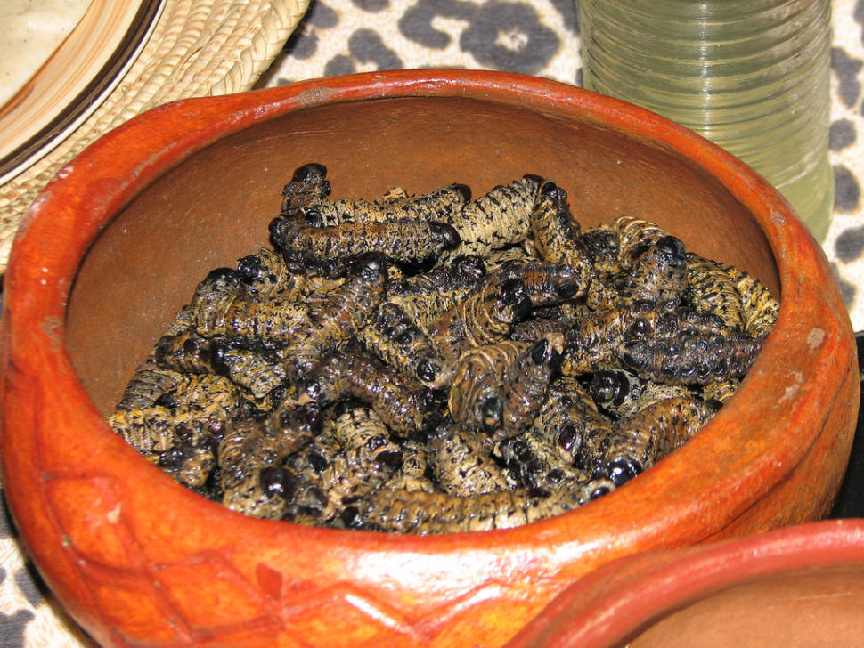 Mopane Worms in South Africa - Best Time