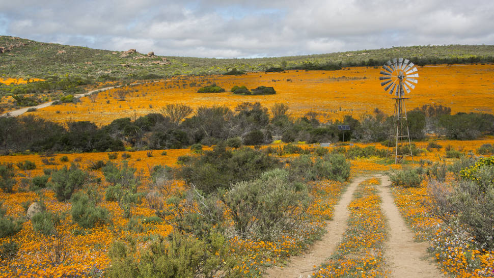 Namaqualand Daisies in South Africa - Best Season