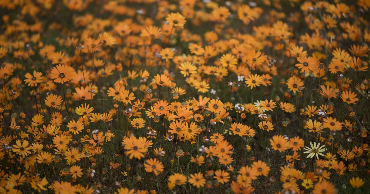 Namaqualand Daisies in South Africa - Best Time