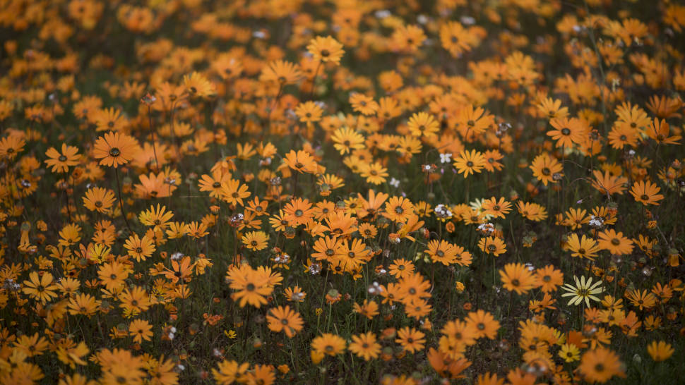 Namaqualand Daisies in South Africa - Best Time